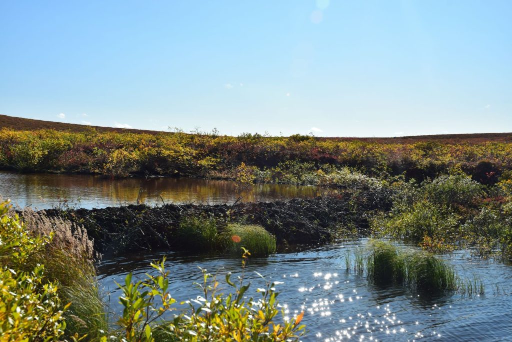 An example of a beaver dam in the research area under sunny skies