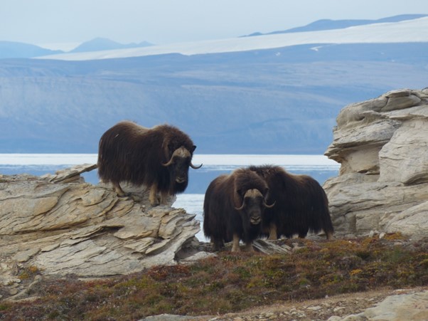 A picture containing mountain, outdoor, water, mammal