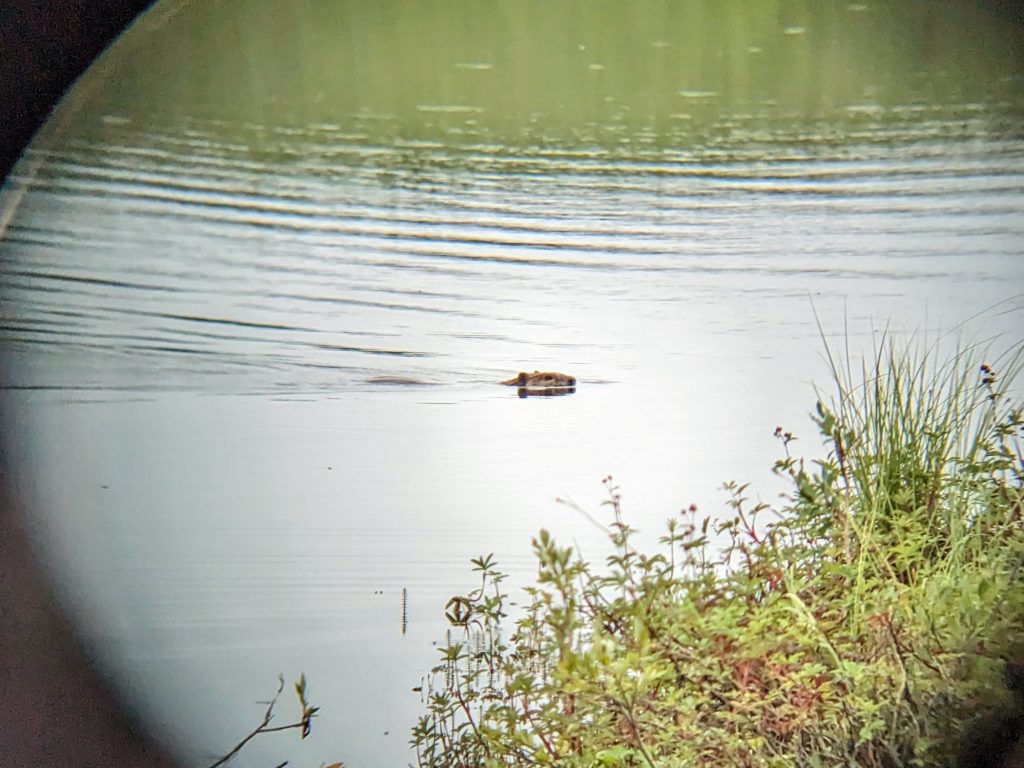 Beavers and Socio-ecological Resilience in Inuit Nunangat