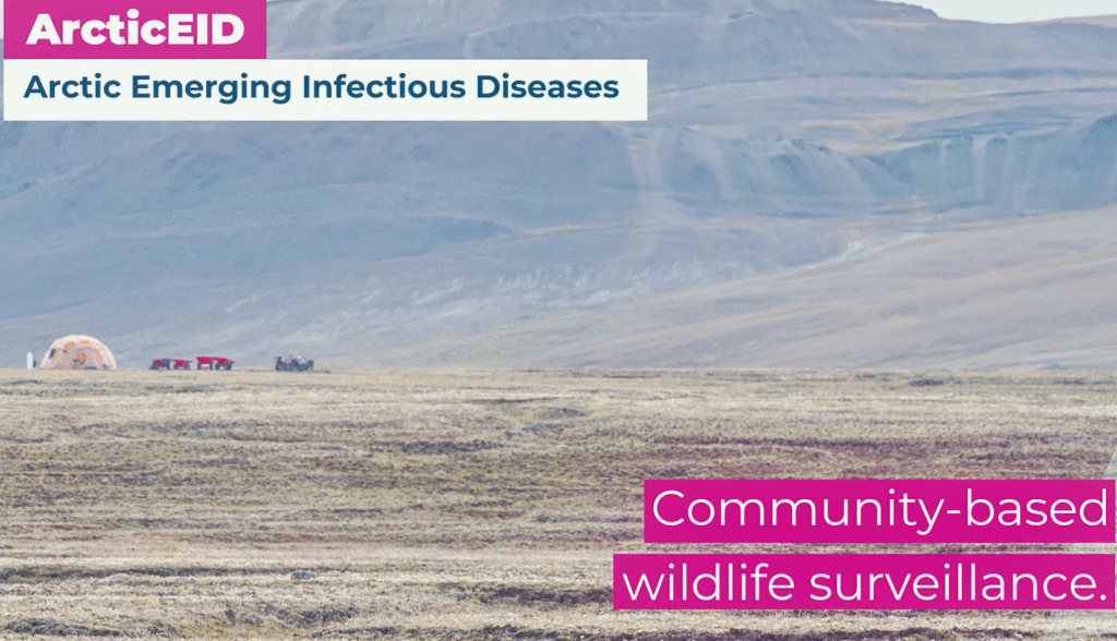 Erysipelothrix rhusiopathiae clone reemergence in association with a multi-year mass mortality event in high Arctic muskoxen (Ovibos moschatus)